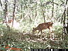 Coyote opinions? see the pics-82.jpg