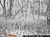 Coyote opinions? see the pics-96.jpg