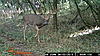 Trail cam buck - how big is he?-wgi_0008.jpg