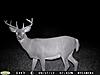 This Buck has Potential, I think...-img_1288.jpg