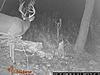 KS Trail Cam Bucks-gas-lane-tall-9pt.-3.jpg