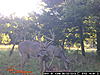 KS Trail Cam Bucks-north-8pt.-no-velvet-3.jpg