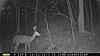 most unique buck on your trail camera-pict0015-2-3.jpg