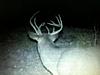 most unique buck on your trail camera-image.jpg