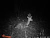 most unique buck on your trail camera-40200_1591079653923_7362032_n.jpg