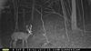 most unique buck on your trail camera-pict0015-2-.jpg