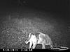 most unique buck on your trail camera-cdy_0237.jpg