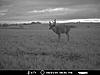 most unique buck on your trail camera-mdgc0010.jpg