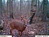 most unique buck on your trail camera-big-8.jpg
