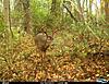 most unique buck on your trail camera-cdy00019-custom-.jpg