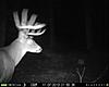 most unique buck on your trail camera-possible-new-buck.jpg