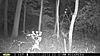 most unique buck on your trail camera-large-brow-buck.jpg