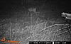 11-10-13 Monday To Wednesday Trail Camera Captures-wgi_0151.jpg