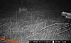 11-10-13 Monday To Wednesday Trail Camera Captures-wgi_0154.jpg