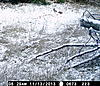 11-10-13 Monday To Wednesday Trail Camera Captures-wgi_0673.jpg