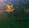 Kansas Buck Score?-11pt.jpg