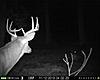 most unique buck on your trail camera-10pt.jpg