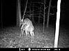 most unique buck on your trail camera-mdgc0058.jpg