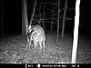 most unique buck on your trail camera-mdgc0059.jpg