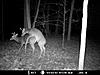most unique buck on your trail camera-mdgc0060.jpg