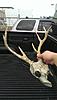 Shed Hunting-imag0082.jpg