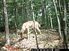 Best budget trail camera?-wgi_0054.jpg