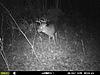 Best budget trail camera?-mfdc0127.jpg