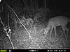 Best budget trail camera?-mfdc0239.jpg