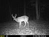 alabama deer hunting - need advice-mfdc0931.jpg