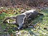 Whats the biggest buck youve ever killed?-img_0942.jpg