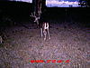 Need some help scoring a deer...-deer-093.jpg