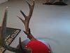 Double Brow Tines-0714141608-01.jpg