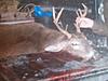 Double Brow Tines-0714141616-00.jpg