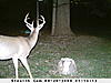 Score deer in cam-deer-pictures-007.jpg