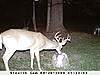 Score deer in cam-deer-pictures-015.jpg