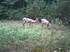 Any Idea what this is on these deer?-pict0066.jpg