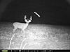Buck Pictures-aug.-2014-116-.jpg