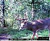 When do bucks lose their velvet?-my-2010-buck.jpg