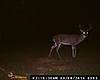 Buck Pics-061.jpg