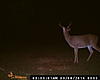 Buck Pics-091.jpg