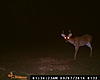 Buck Pics-130.jpg