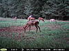 Let's see pics of your hunting blinds!-pict0171.jpg