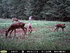 Let's see pics of your hunting blinds!-pict0245.jpg