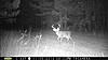 New buck caught on cam.. ...mature?-pict0012-3-.jpg