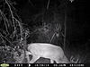 New buck caught on cam.. ...mature?-pict0017-2-.jpg