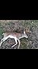 Deer age determination help-screenshot_2014-11-30-20-41-11.jpg