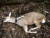 Gun Deer Only-357-deer.jpg