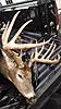 2014 Bow season success-12-pointer-truck.jpg