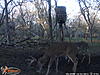 Could this be the buck I never found?-wgi_0194.jpg