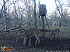 Could this be the buck I never found?-wgi_0204.jpg